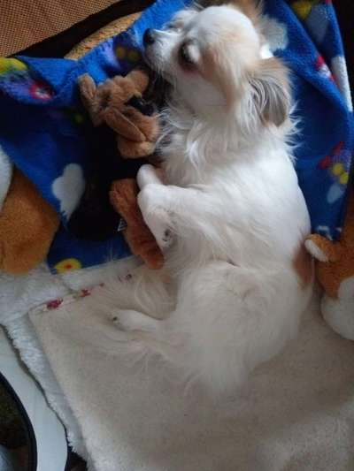 Dogorama Photo Challenge - Lieblingsspielzeug!-Beitrag-Bild