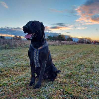 Labradorfans-Beitrag-Bild