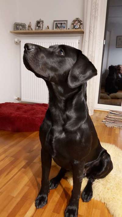 Labradorfans-Beitrag-Bild