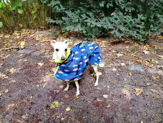 Windhunde - Treffen der besonderen Schönheiten
HERZLICH WILLKOMMEN-Beitrag-Bild