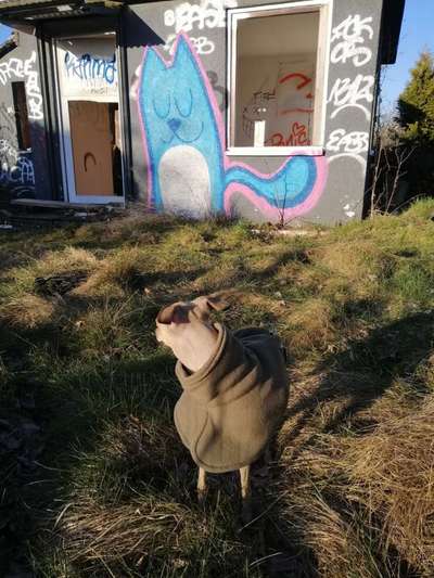 Windhunde - Treffen der besonderen Schönheiten
HERZLICH WILLKOMMEN-Beitrag-Bild