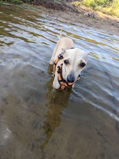 Windhunde - Treffen der besonderen Schönheiten
HERZLICH WILLKOMMEN-Beitrag-Bild