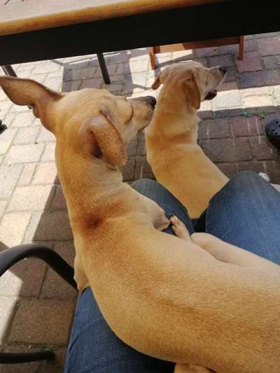 Windhunde - Treffen der besonderen Schönheiten
HERZLICH WILLKOMMEN-Beitrag-Bild