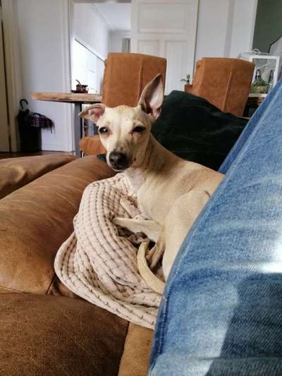 Was können eure Ohren so? ;)-Beitrag-Bild