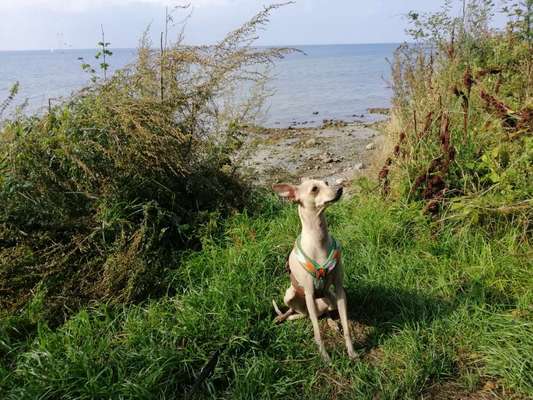 Windhunde - Treffen der besonderen Schönheiten
HERZLICH WILLKOMMEN-Beitrag-Bild