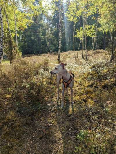 Windhunde - Treffen der besonderen Schönheiten
HERZLICH WILLKOMMEN-Beitrag-Bild