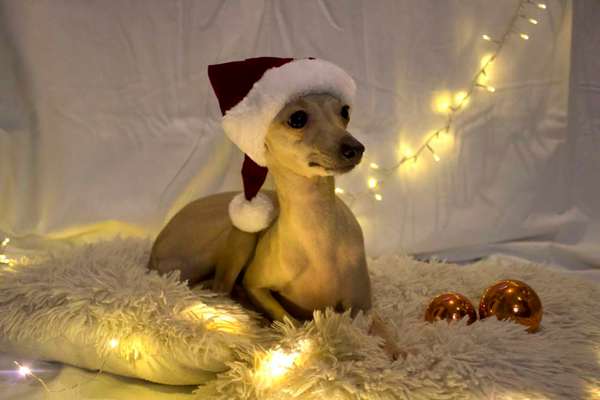 Windhunde - Treffen der besonderen Schönheiten
HERZLICH WILLKOMMEN-Beitrag-Bild