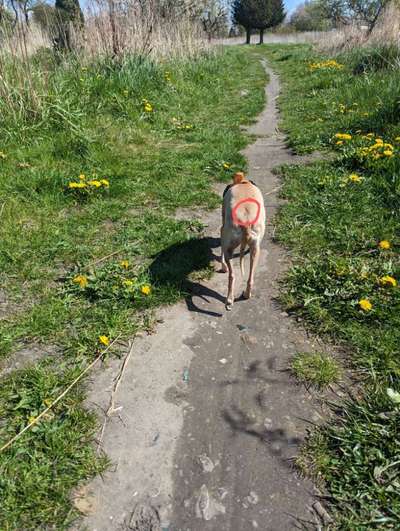 Windhunde - Treffen der besonderen Schönheiten
HERZLICH WILLKOMMEN-Beitrag-Bild
