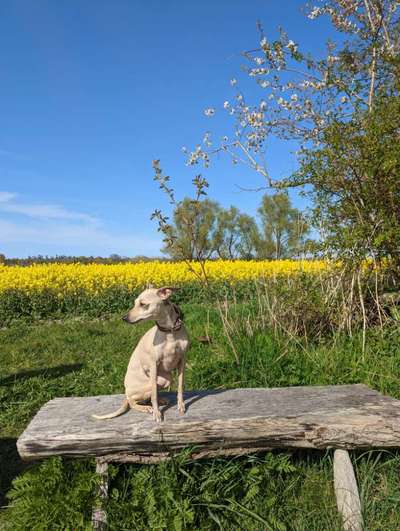 Windhunde - Treffen der besonderen Schönheiten
HERZLICH WILLKOMMEN-Beitrag-Bild