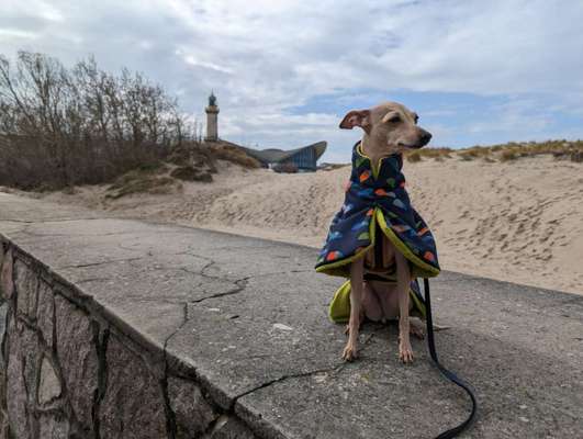 Windhunde - Treffen der besonderen Schönheiten
HERZLICH WILLKOMMEN-Beitrag-Bild