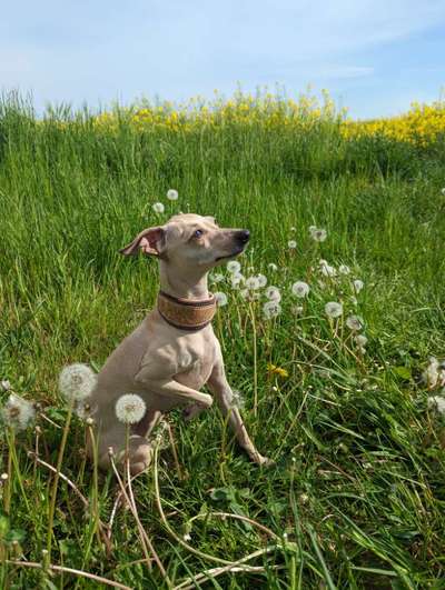 Rassenspezifische Farbbezeichnungen.... was ist euer Hund ? -)-Beitrag-Bild