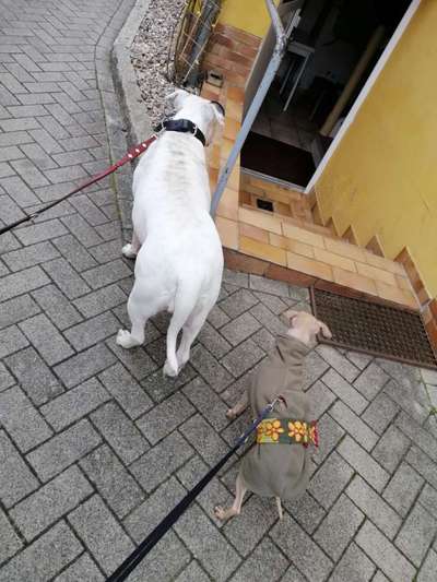 Windhunde - Treffen der besonderen Schönheiten
HERZLICH WILLKOMMEN-Beitrag-Bild