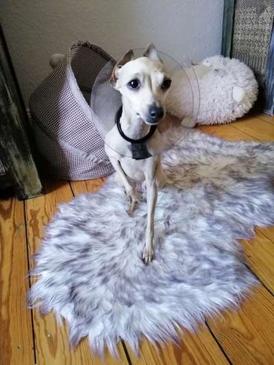 Windhunde - Treffen der besonderen Schönheiten
HERZLICH WILLKOMMEN-Beitrag-Bild