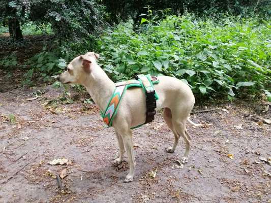 Windhunde - Treffen der besonderen Schönheiten
HERZLICH WILLKOMMEN-Beitrag-Bild