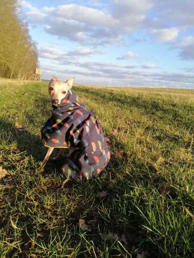 Windhunde - Treffen der besonderen Schönheiten
HERZLICH WILLKOMMEN-Beitrag-Bild