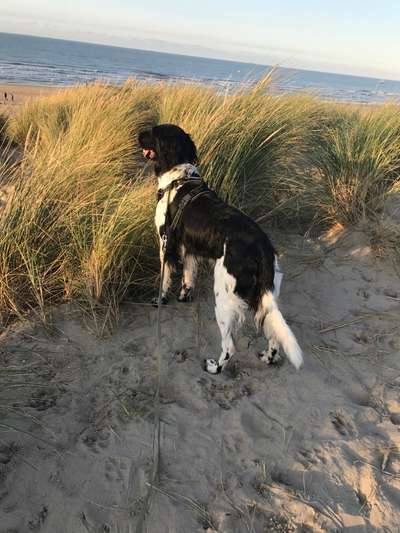 Dogorama Photo Challenge - Tierischer Urlaub-Beitrag-Bild