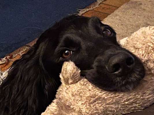 Dogorama Photo Challenge - Hündische Haushaltshilfe-Beitrag-Bild