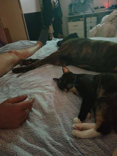 Bester Freund, Hundekumpel - zeigt her!-Beitrag-Bild