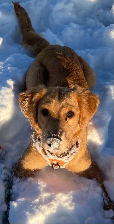 Die Dogorama Kalender Challenge Titelbild-Beitrag-Bild