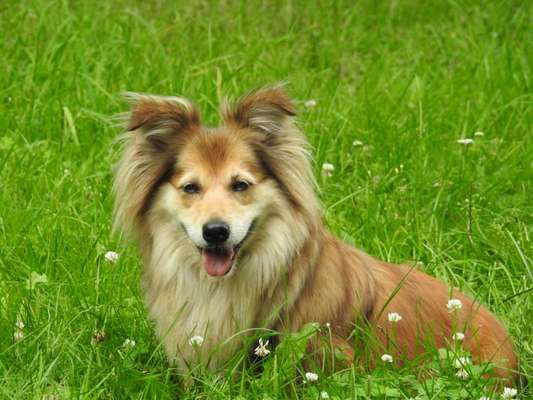 Shelties-Beitrag-Bild