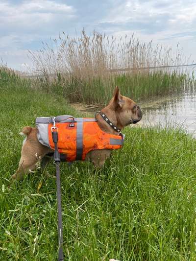 Schwimmwesten-Beitrag-Bild