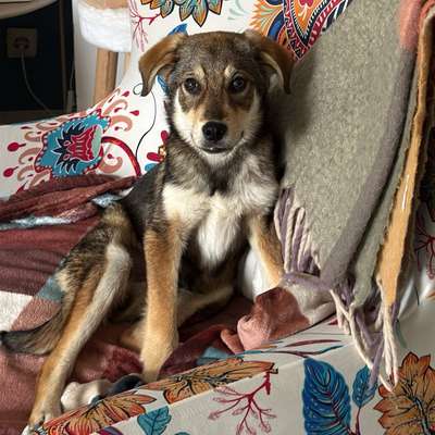 Hundetreffen-Junghund sucht gleichaltrigen Hundekumpel-Bild