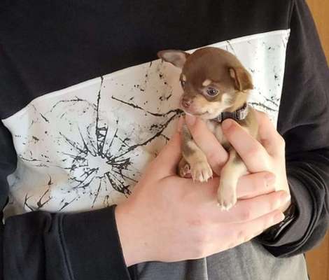 Welpen Bilder !-Beitrag-Bild