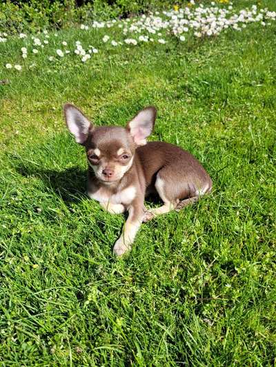 Wo sind die Chihuahua Besitzer ?-Beitrag-Bild