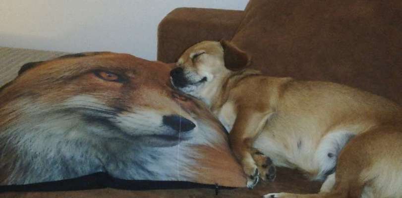 Challenge Nr 14
Eure Fellnasen auf ihrem Lieblingsplatz-Beitrag-Bild