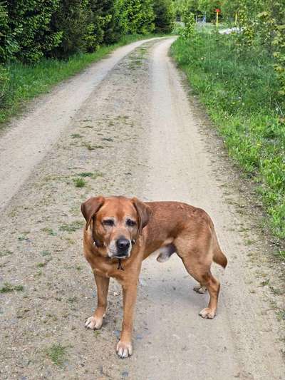 Hundetreffen-Gassi,Spiel,Spass,Buddeln und Baden-Bild