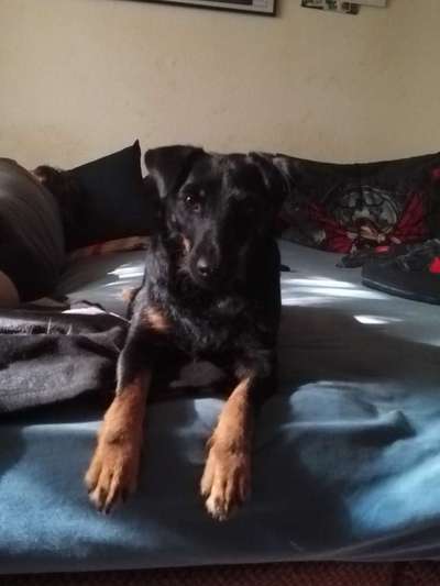 Hund aus dem Spanischen Tierschutz-Beitrag-Bild