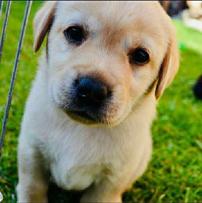 Hundetreffen-Mittel-Großhundetreffen