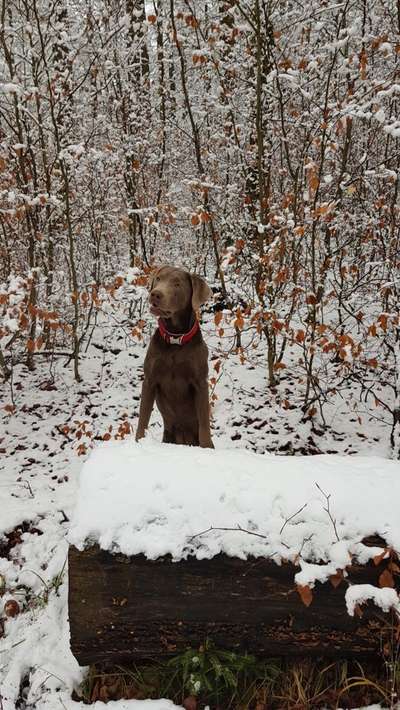 Labradorfans-Beitrag-Bild