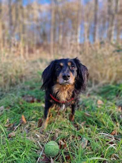 Hundetreffen-Tobi sucht Spielgefährtin, wenns passt auch Gefährten!😁-Bild