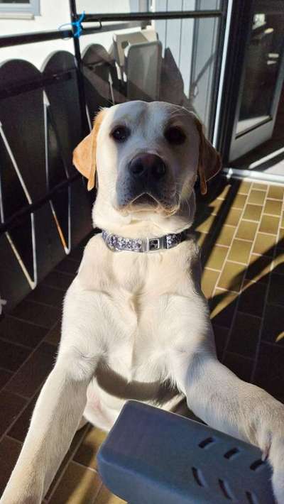 Wie heißt dein Hund?-Beitrag-Bild