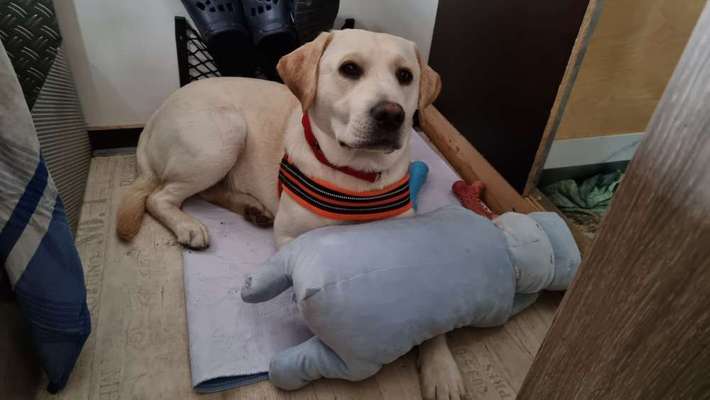 Labradorfans-Beitrag-Bild