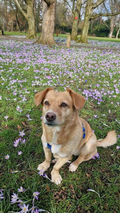 Hundetreffen-Sitten, Gerne auch im Wechsel-Bild