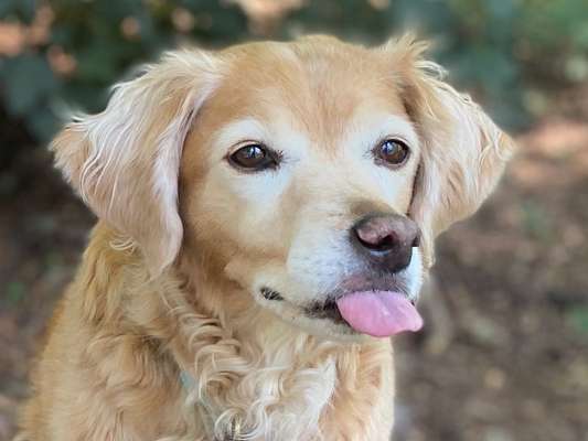 Fotochallenge Nr. 59 - Mein Hund zeigt die Zunge-Beitrag-Bild