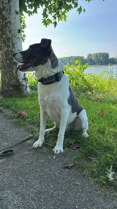 Hundetreffen-Trainings Gassi Runde-Bild