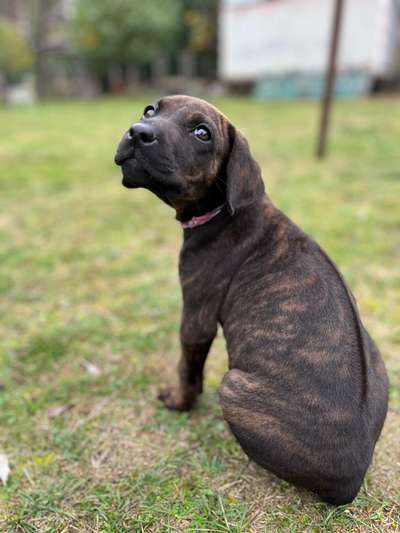Rhodesian Ridgeback-Beitrag-Bild
