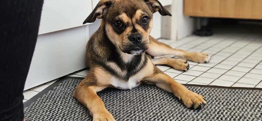 Hundetreffen-Retro Mops sicht Spielgefährten egal ob Groß or klein-Bild