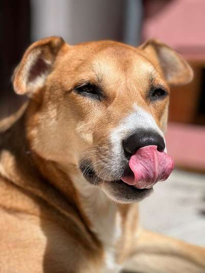 Tongue Out Tuesday-Beitrag-Bild