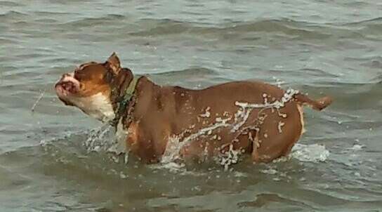 Watt gehen mit Hund-Beitrag-Bild