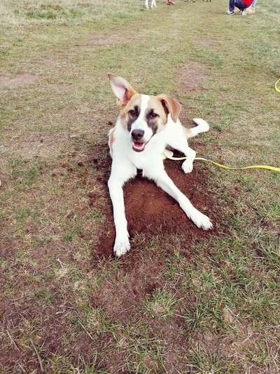 Challenge 23 : "  Euer Hund beim Frühlingserwachen "-Beitrag-Bild