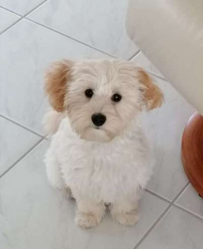 Goldendoodle?-Beitrag-Bild