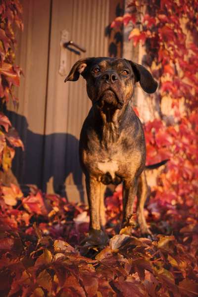 Die Dogorama Kalender Challenge Titelbild-Beitrag-Bild