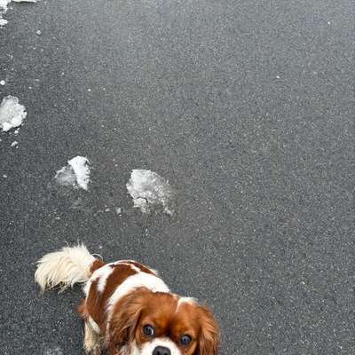 Hundetreffen-Spielpartner/-in im Landkreis Coburg-Bild
