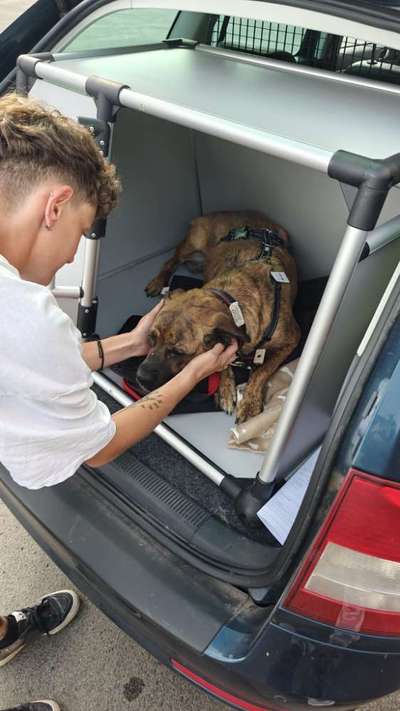 TierschutzhundeStammtisch🐕-Beitrag-Bild