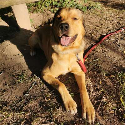 Hundetreffen-Spieltreff