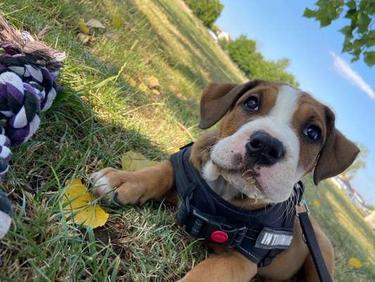 Dogorama Photo Challenge - Schattiges Plätzchen-Beitrag-Bild